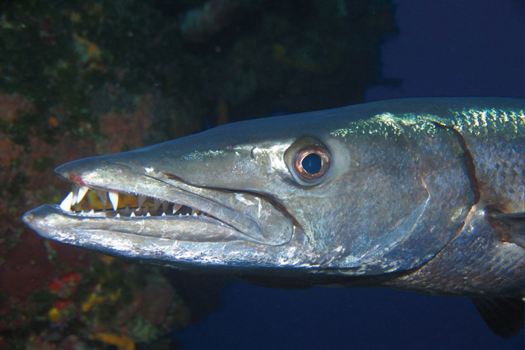 Barracuda at Cozumel Reefs