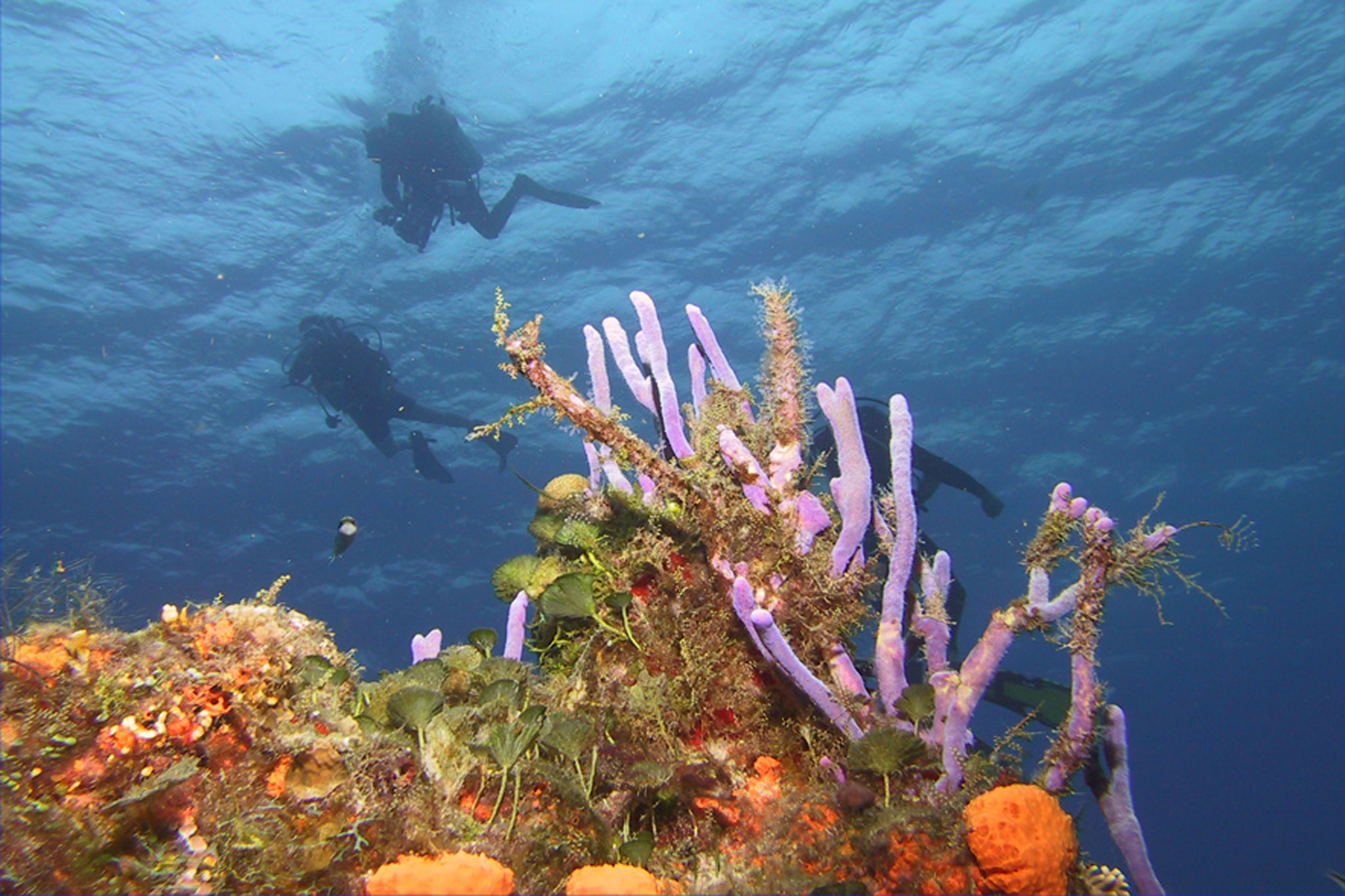 Coral head and divers in Cozumel