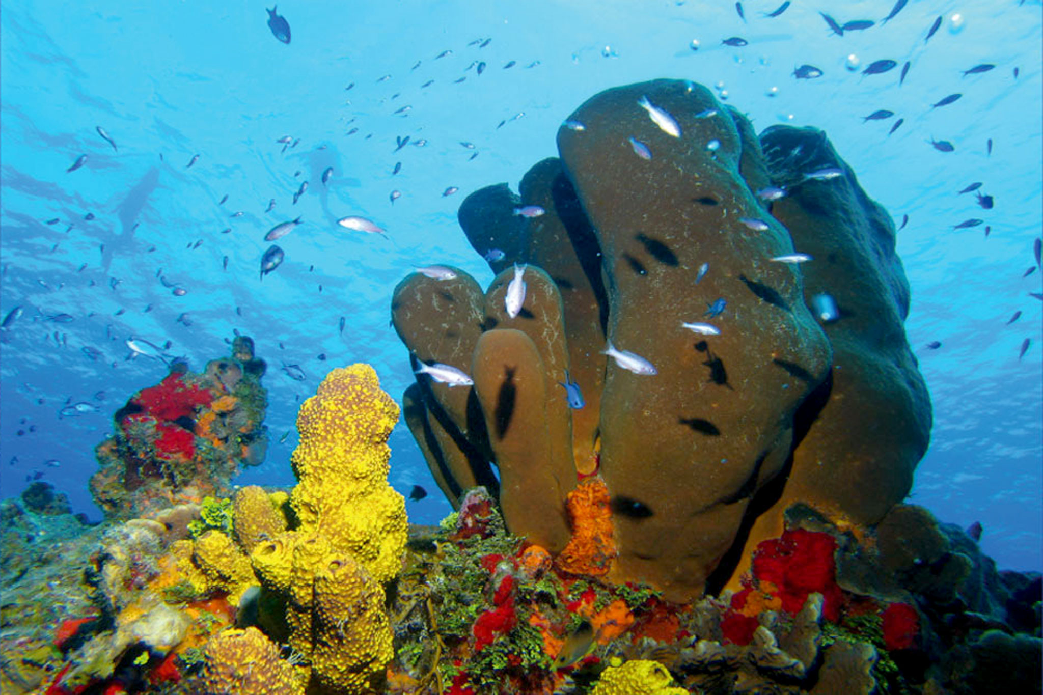 Cristal Clear Water at Cozumel Reefs