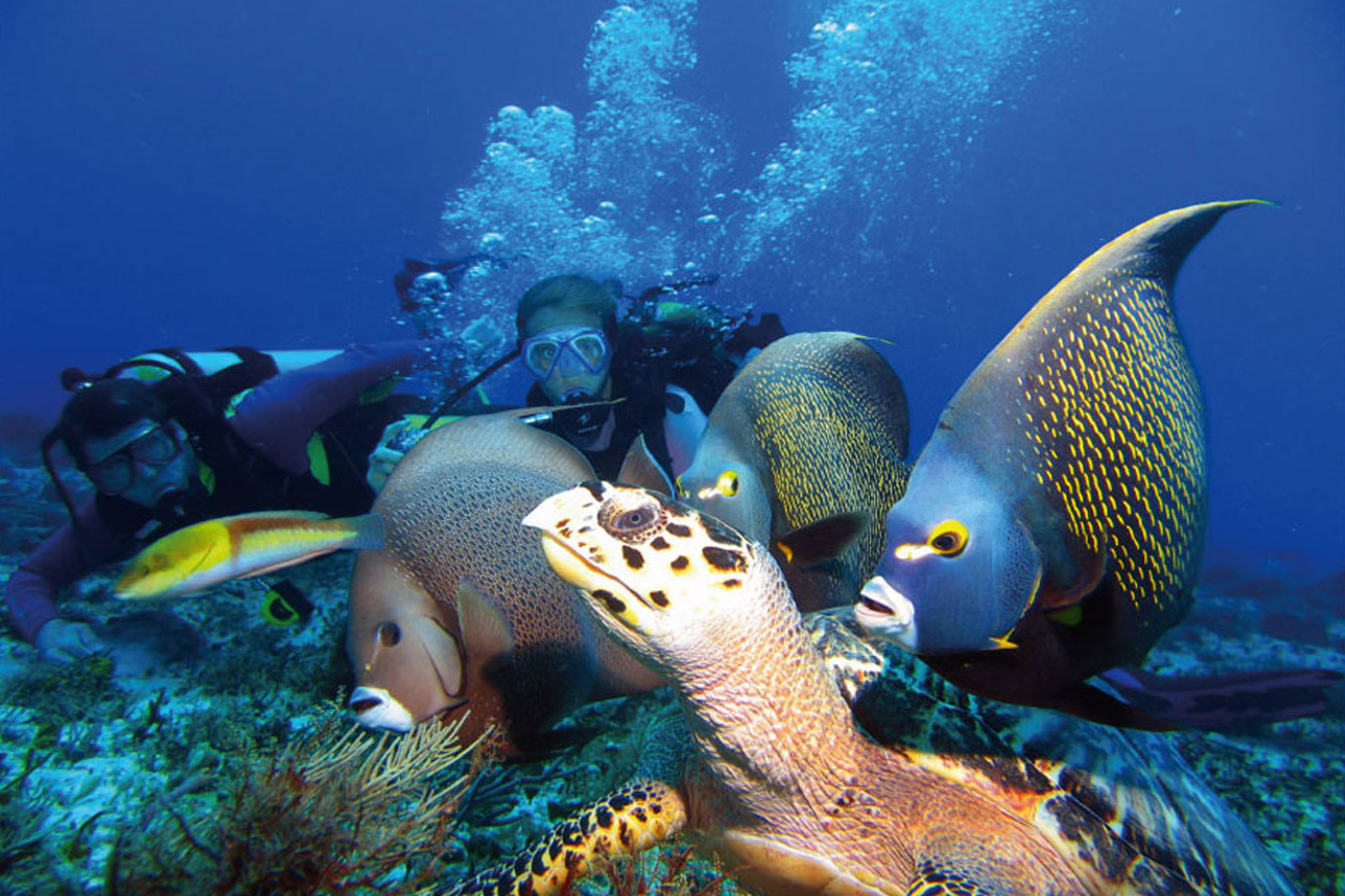 Diver with fishs and a Turtle