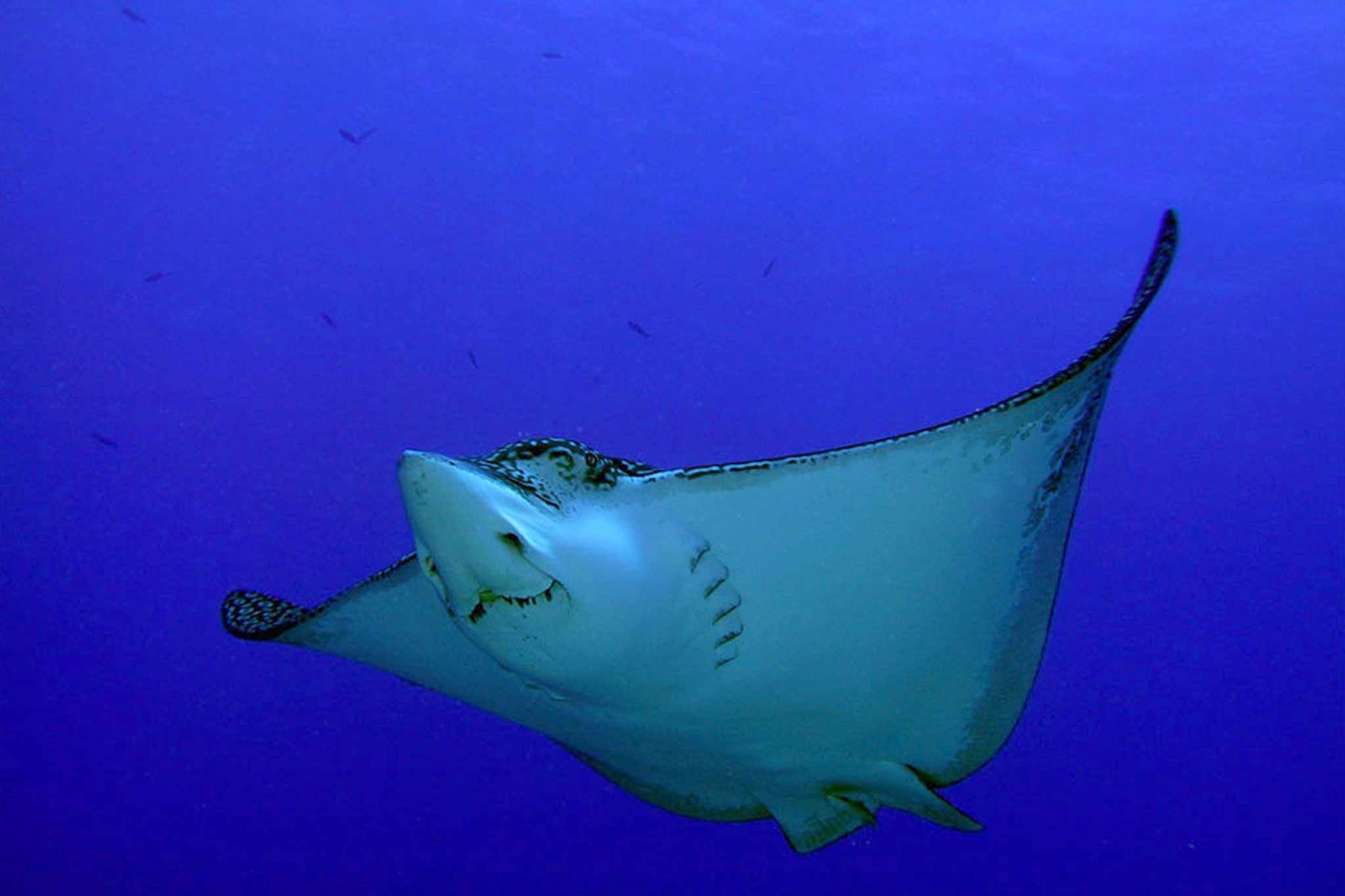 Eagle Ray at Cozumel Reefs