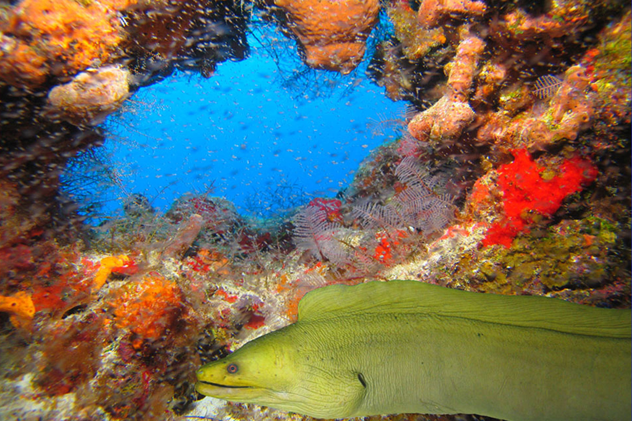 Green Moray and Cozumel's tropical Reef